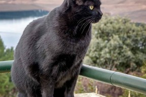 开云电子竞技-体育赛事直播技术升级增强观众互动体验，体育直播技术方案