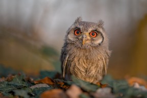 开云官方-CBA球队积极引进国际教练 优化战术体系，cba本土教练