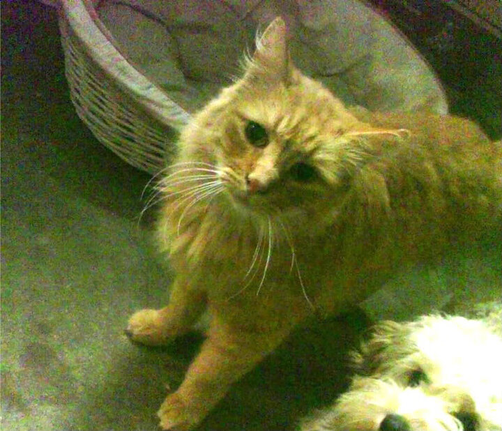 CBA裁判判罚更精准 球迷认可度提升,cba裁判是怎么安排的