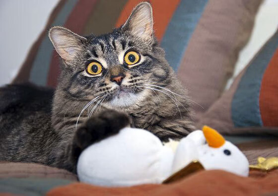 体育新闻中心主办体育文化数字创新应用大会,数字体育发展